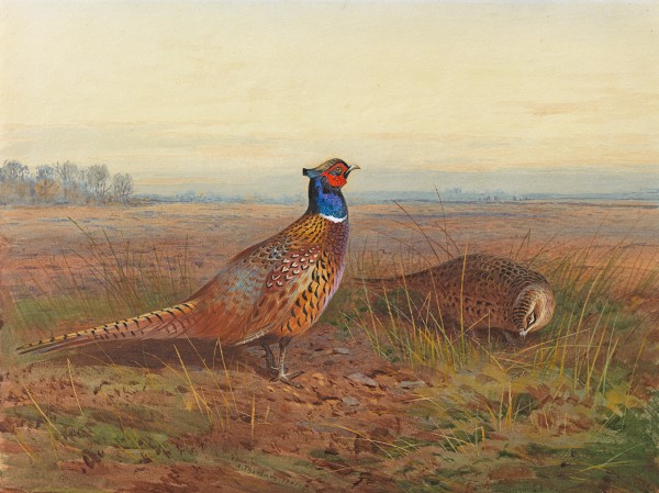 Cock and hen pheasant (Phasianus colchicus) in an open landscape