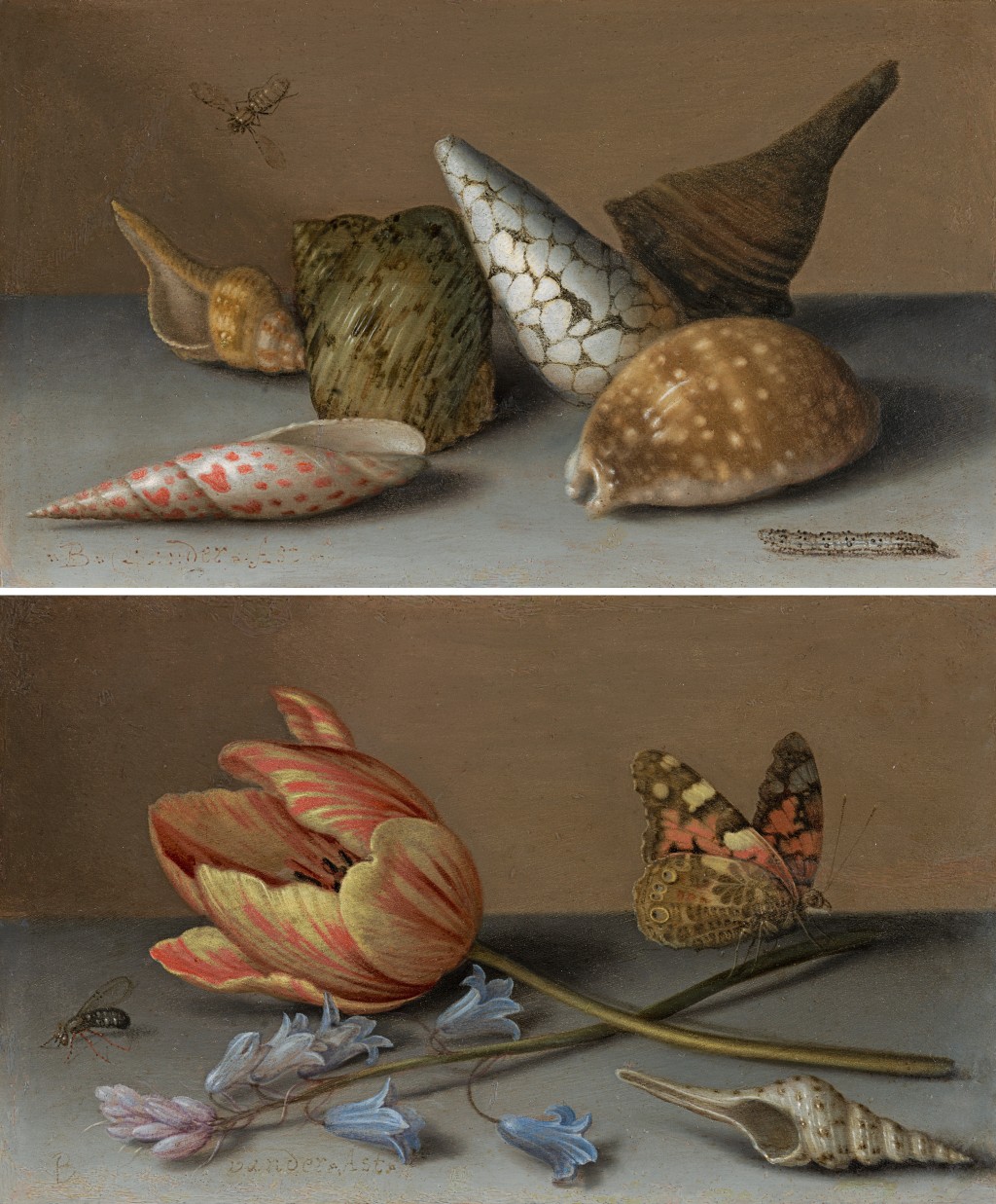 Balthasar van der Ast - A still life of shells, with a wasp and a caterpillar on a stone ledge; A still life of a tulip, bluebells and a shell on a stone ledge with a fly and a Painted Lady butterfly (Vanessa cardui)