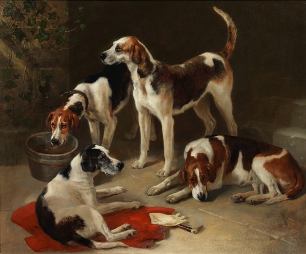 The huntsman's foxhounds