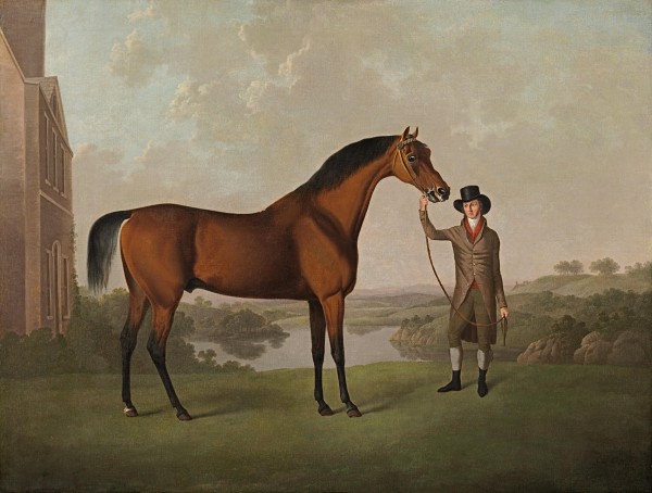 Mr Thomas Ewart's bay racehorse held by a trainer in the grounds of his country house, Everton