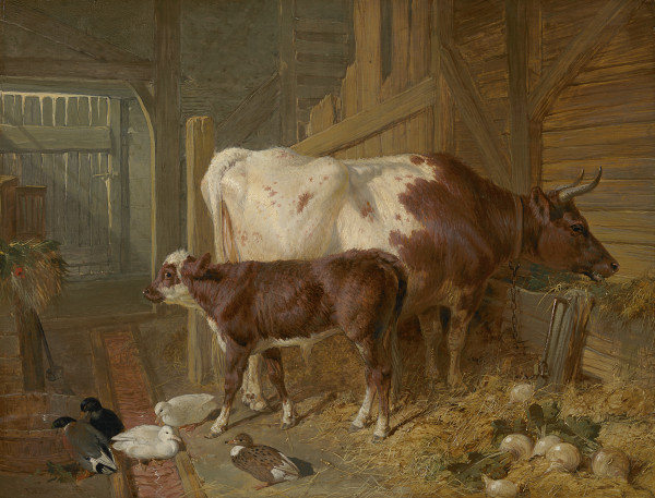 A cow and her calf in stable interior with ducks