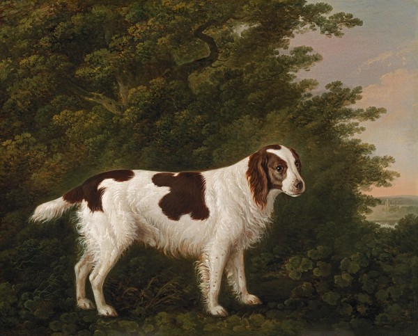 Portrait of a water spaniel in a landscape