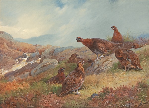Red grouse (Lagopus scoticus) on a moor