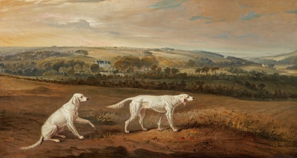 Lord Kintore's English setters 'Blush' and 'Juno' in the park at Keith Hall, Aberdeenshire