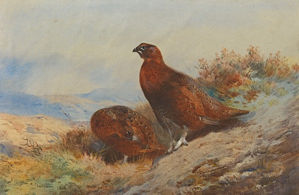 Red grouse (Lagopus scoticus) on the moor