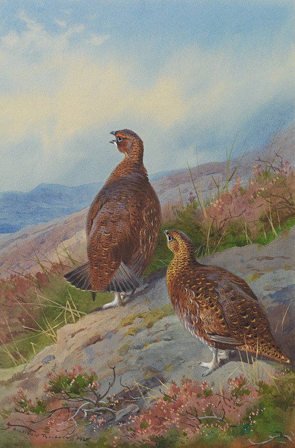 Grouse (Lagopus scoticus)