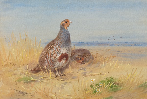 Partridge (Perdix perdix) on the stubble