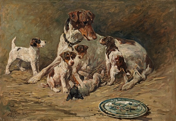 A Jack Russell bitch with her five puppies