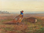 Archibald Thorburn - Cock and hen pheasant (Phasianus colchicus) in an open landscape