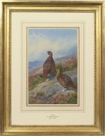 Archibald Thorburn - Grouse (Lagopus scoticus)