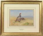 Archibald Thorburn - Partridge (Perdix perdix) on the stubble