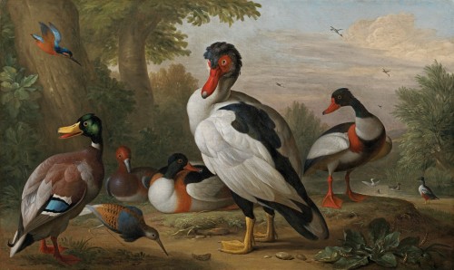 Jacob Bogdani - A Muscovy duck, a mallard, shelducks, a pochard and a ruff, with a kingfisher in a river landscape