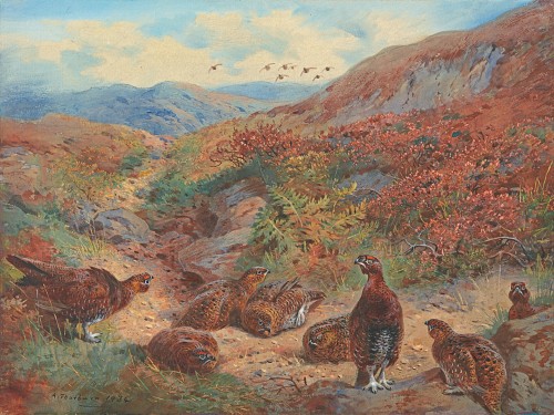 Archibald Thorburn - Red grouse (Lagopus scoticus) on the road