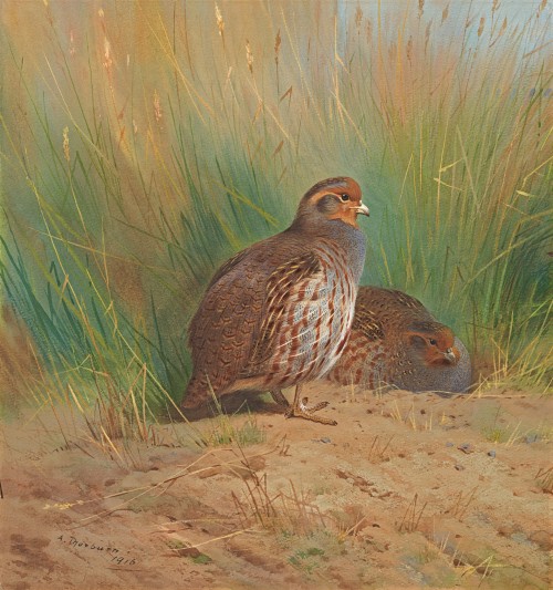 Archibald Thorburn - Partridge (Perdix perdix)
