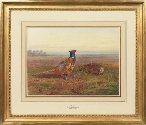 Cock and hen pheasant (Phasianus colchicus) in an open landscape