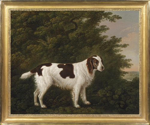 Portrait of a water spaniel in a landscape