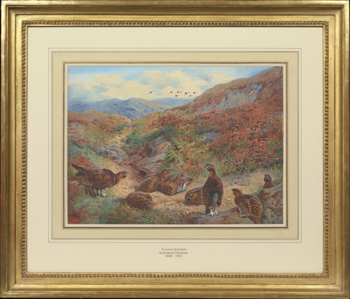 Red grouse (Lagopus scoticus) on the road